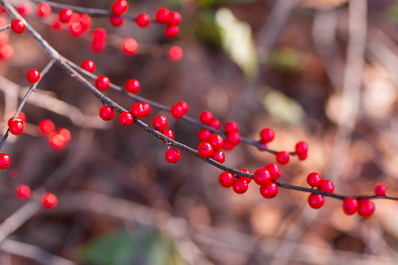 Winter Berries