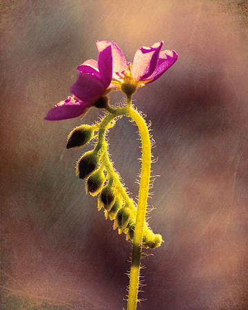 First To Bloom