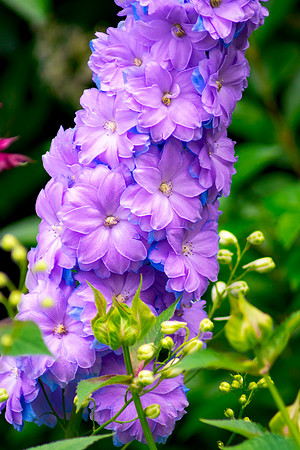 Flower Column