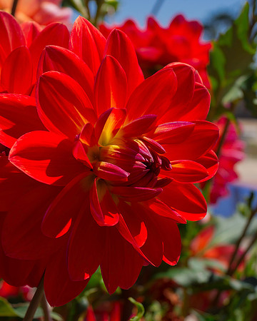 Seeing Red