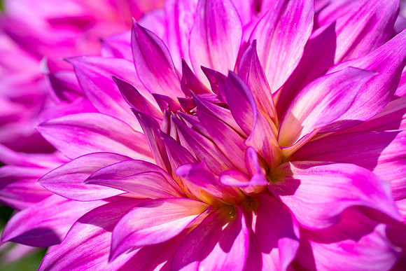 Colorful Growth