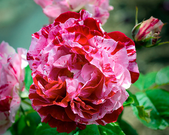 Summer Beauty