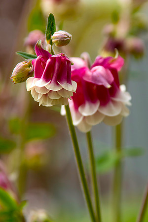 Columbine