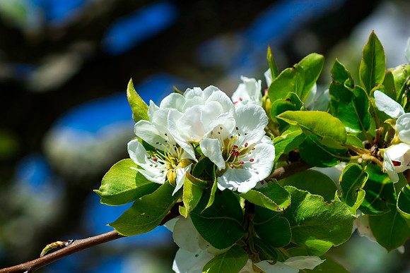 Pear Blossoms