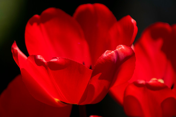 Tulips Too Close
