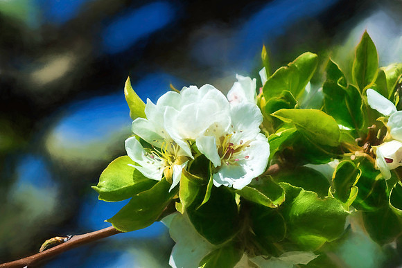 Pear Blossoms Alt