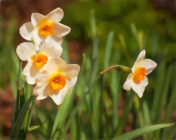 Spring In Bloom