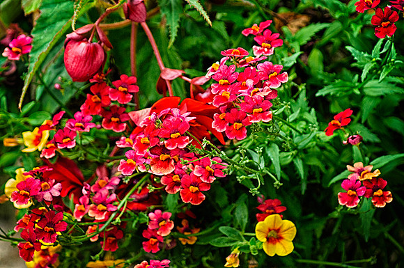Full Summer Color