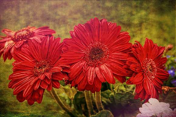 Antiqued Garden