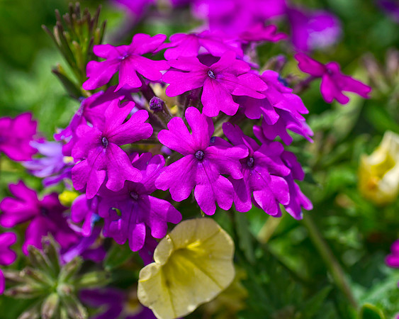 Summer Color