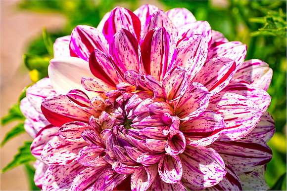 Dahlia Details