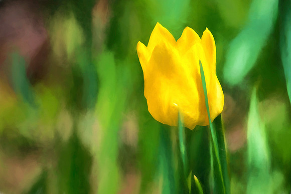 One Yellow Tulip Alt