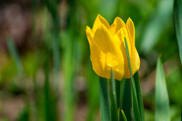 One Yellow Tulip