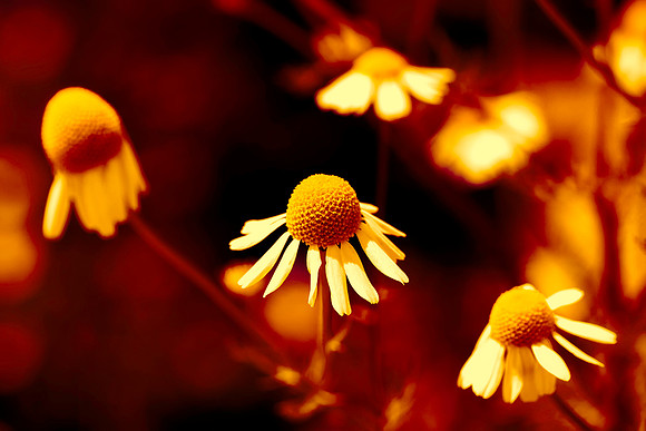 Small Flowers