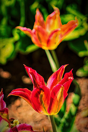 Spring Flowers