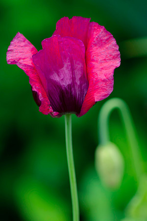 Purple Poppy
