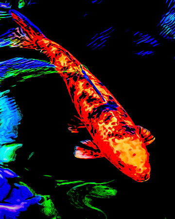 Coy Koi
