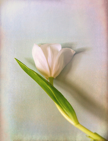 Wall Flower