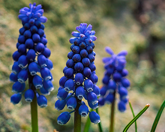 Small Flowers