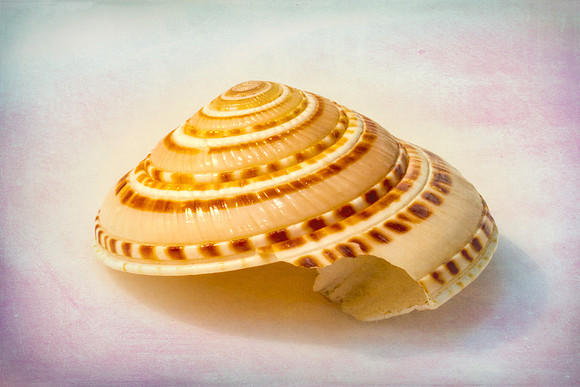 Spiral Shell 2