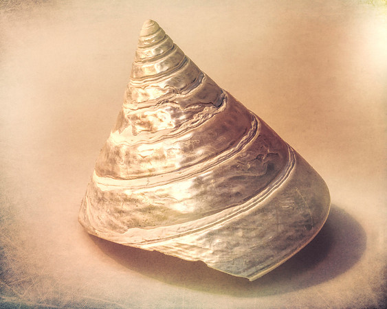 Spiral Shell 1