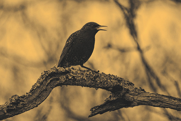 Perched In The Old Oak