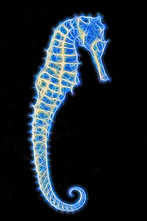 Seahorse Alt 2