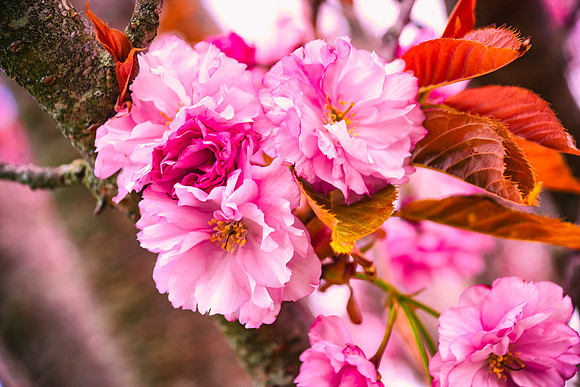 Spring Blossom