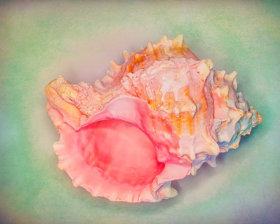 Saturated Shell