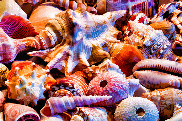 Shells 1 Alt