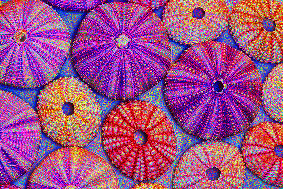 Electric urchins