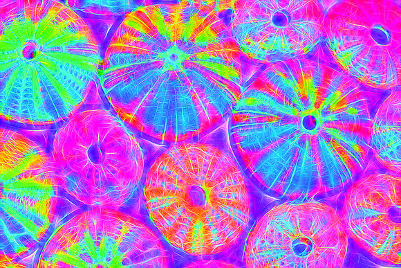 Psychedelic Urchins
