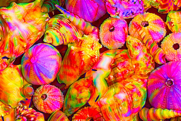 Tie Dyed Shells