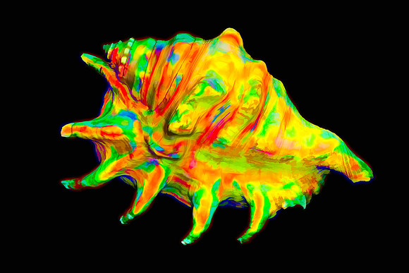 Tie Dyed Conch
