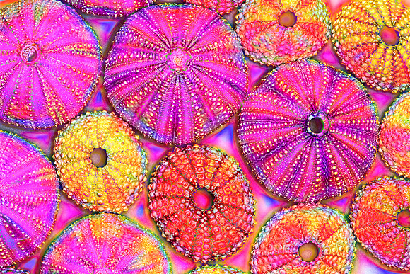 Tie Dyed Urchins