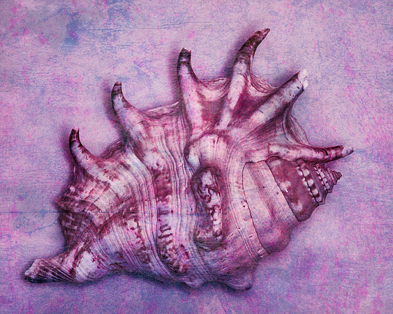 Distressed Conch