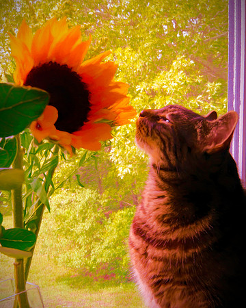 The Curious One