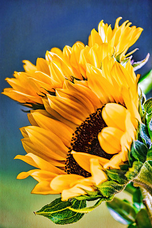Radiant Sunflowers