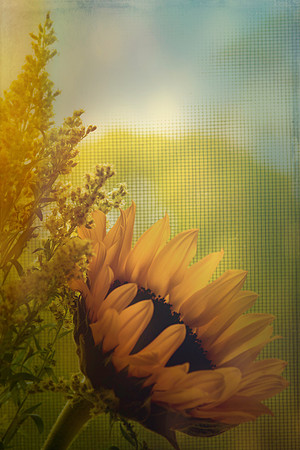 Faded Sunflower