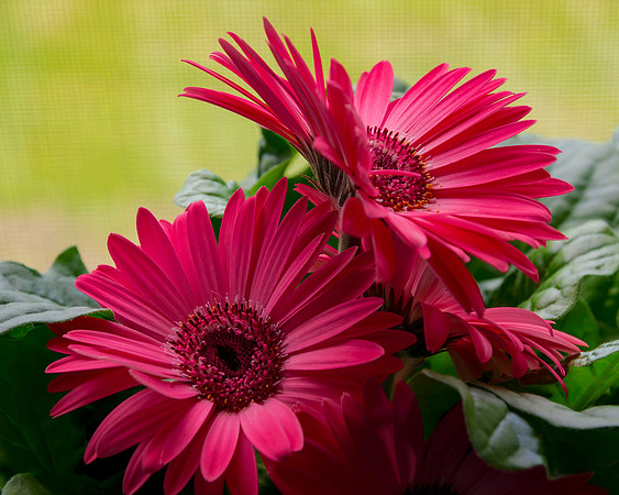 Pink Daisies
