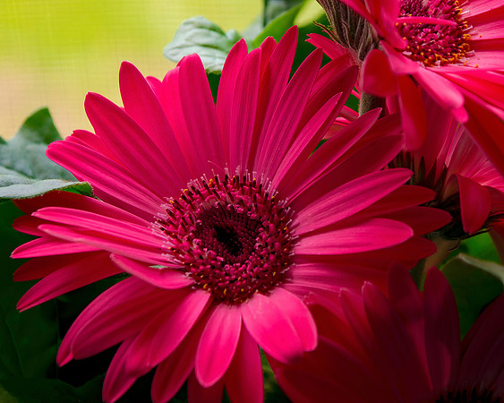 Pink Daisy Detail