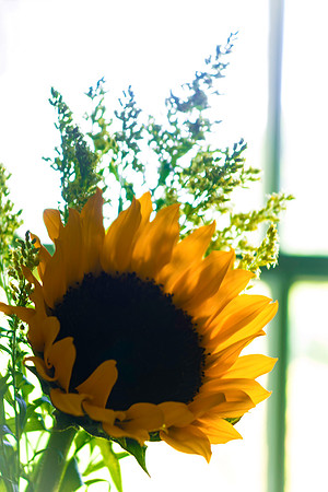 Backlit Beauty