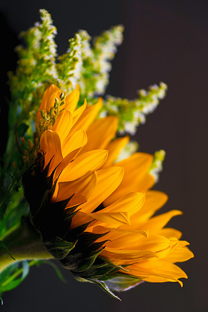 Delicate Sunflower