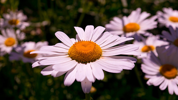 Detailed Daisy