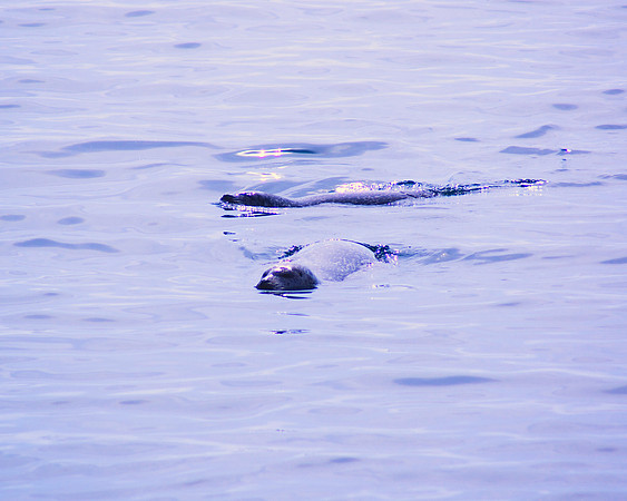 Floaters