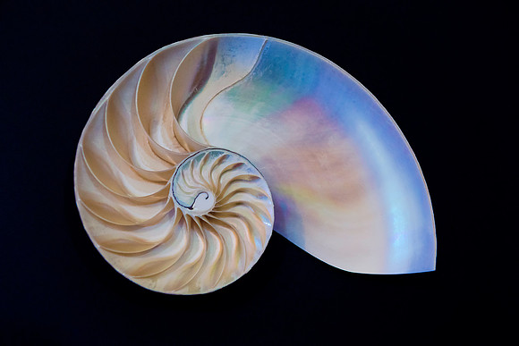 Inside The Nautilus