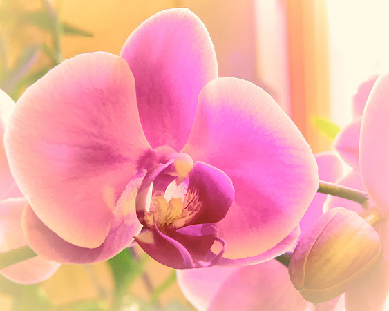 Diffused Orchid 2
