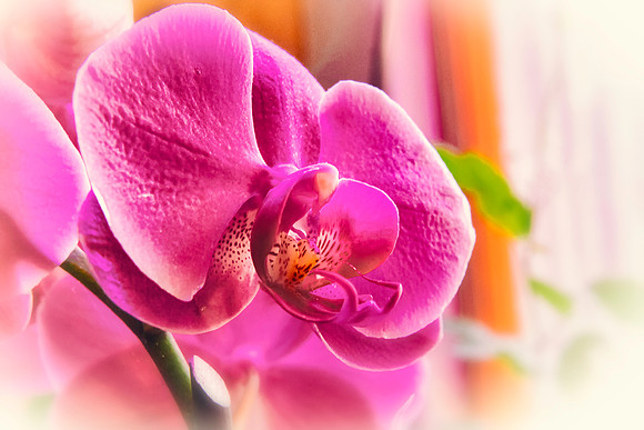 Diffused Orchid