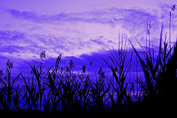 Purple Haze