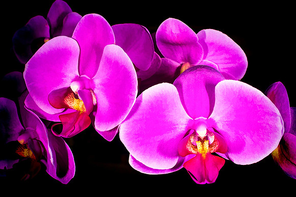 Vivid Orchid